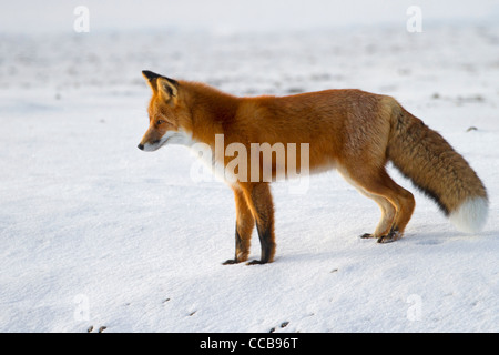 Le renard roux (Vulpes vulpes) la chasse dans la neige de l'Arctique près de Prudhoe Bay, versant nord, l'Alaska en Octobre Banque D'Images