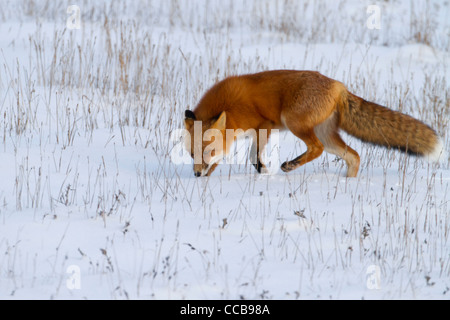 Le renard roux (Vulpes vulpes) la chasse dans la neige de l'Arctique près de Prudhoe Bay, versant nord, l'Alaska en Octobre Banque D'Images