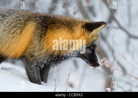 Cross Fox (le renard roux, Vulpes vulpes) la chasse dans la neige de l'Arctique près de Prudhoe Bay, versant nord, l'Alaska en Octobre Banque D'Images
