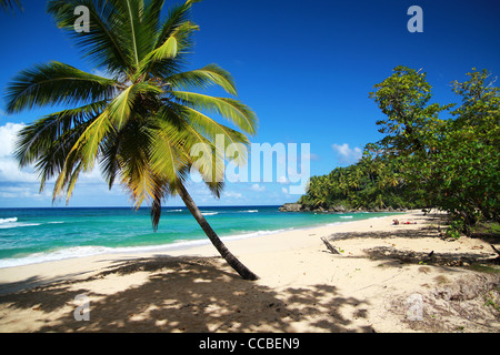 Plage des Caraïbes sur Palm Banque D'Images