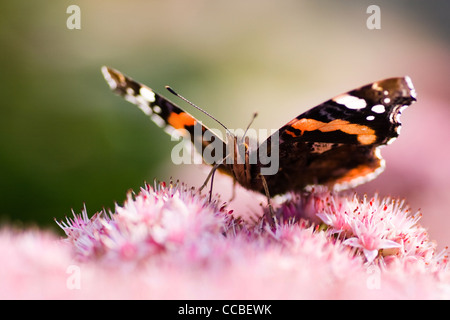 Vulcain ou Vanessa atalanta sur sedum fleurs en été dans le jardin fermer Banque D'Images