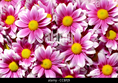 Floral background artistique avec violet couleur blanc jaune chrysanthèmes fleurs Daisy Banque D'Images