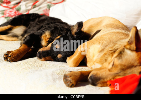 Deux petits chiens se reposer ensemble dans le soleil Banque D'Images