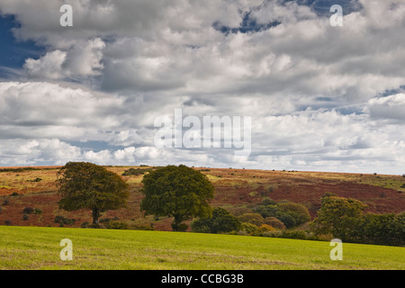 Deux arbres près de Spire Cross dans le parc national d'Exmoor. Banque D'Images