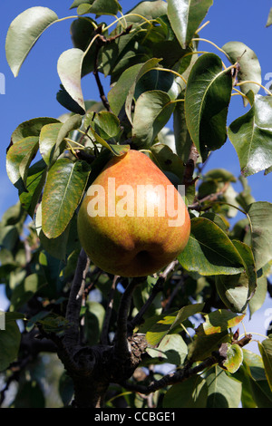 Poires COMICE. PYRUS COMMUNIS Banque D'Images