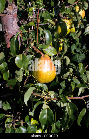 Poires COMICE. PYRUS COMMUNIS Banque D'Images