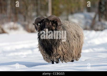 Heath dans la neige allemande (Ovis ammon aries) f. Banque D'Images