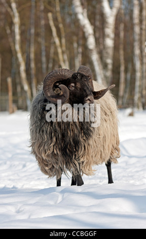 Heath dans la neige allemande (Ovis ammon aries) f. Banque D'Images