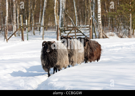 Heath dans la neige allemande (Ovis ammon aries) f. Banque D'Images