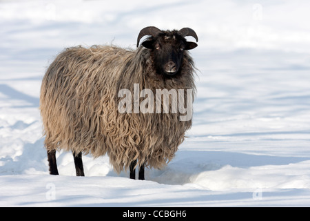 Heath dans la neige allemande (Ovis ammon aries) f. Banque D'Images