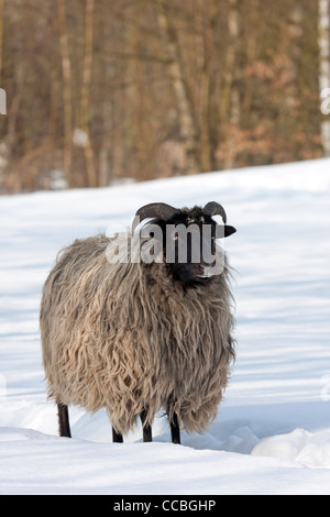 Heath dans la neige allemande (Ovis ammon aries) f. Banque D'Images