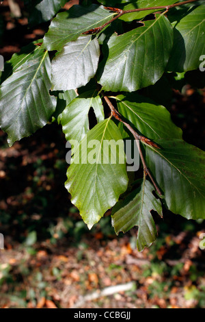 Feuilles de hêtre. FAGUS SYLVATICA. Banque D'Images