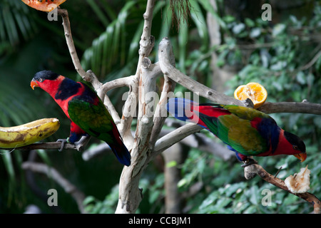 Lory noire oiseau - Lorius lory - assis sur une branche de manger une banane dans la volière du parc de Hong Kong, Hong Kong Banque D'Images