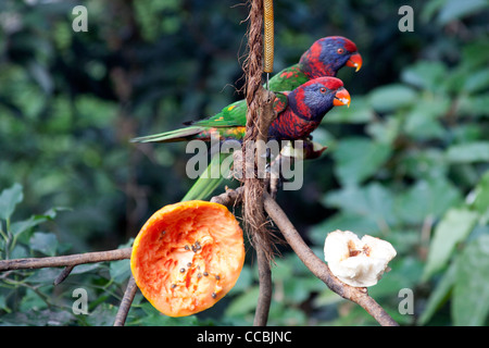 Lory noire oiseau - Lorius lory - assis sur une branche en mangeant des fruits dans la volière du parc de Hong Kong, Hong Kong Banque D'Images