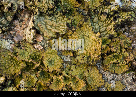 Un lichen, le Lasallia pustulata  = Umbilcaria pustulata, croissant sur les roches de granit, Dartmoor. Banque D'Images