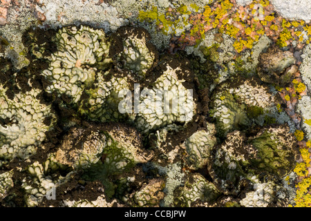 Un lichen, le Lasallia pustulata  = Umbilcaria pustulata, croissant sur les roches de granit, Dartmoor. Banque D'Images