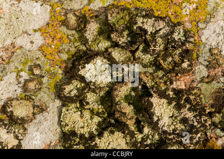 Un lichen, le Lasallia pustulata  = Umbilcaria pustulata, croissant sur les roches de granit, Dartmoor. Banque D'Images