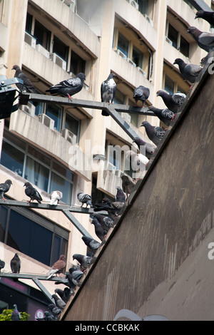 Rangée de pigeons perché sur un mur à côté d'un immeuble à appartements, Kowloon Hong Kong SAR Chine Banque D'Images