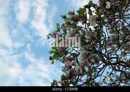 Tulip Tree, low angle view Banque D'Images