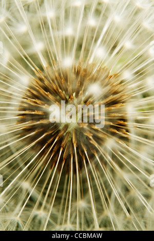 Dandelion seedhead, extreme close-up Banque D'Images