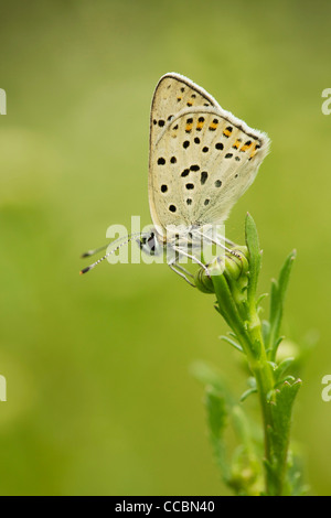 Argus brun Aricia agestis (papillon) Banque D'Images