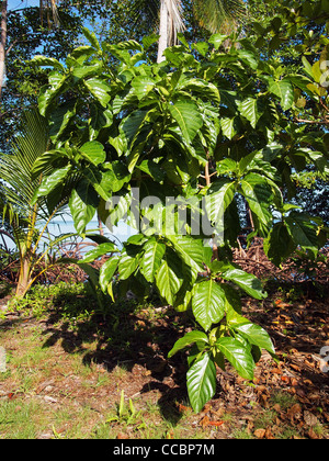 L'arbre de noni Morinda Citrifolia, l'Amérique centrale, le Costa Rica Banque D'Images