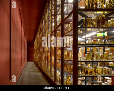 La reconstruction et la rénovation du Musée d'histoire naturelle de Berlin. Banque D'Images