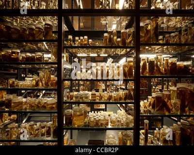 La reconstruction et la rénovation du Musée d'histoire naturelle de Berlin. Banque D'Images