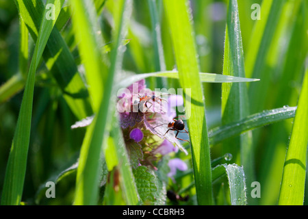 Fourmis rampant sur l'herbe Banque D'Images