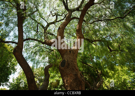 Canopée Banque D'Images