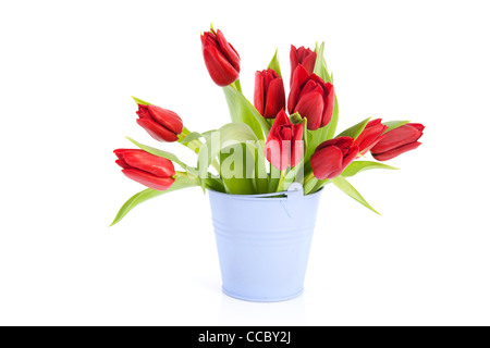 Tulipes rouges colorés en violet seau Banque D'Images