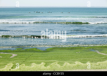 Les algues toxiques rejetés sur beach, Plage de Postolonnec, presqu'île de Crozon, FinistÅre, Bretagne, France Banque D'Images