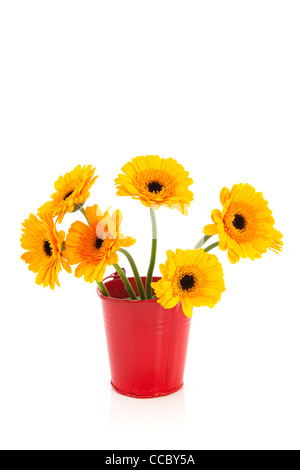 Gerber jaune en rouge fleurs feuilles rose avec godet Banque D'Images