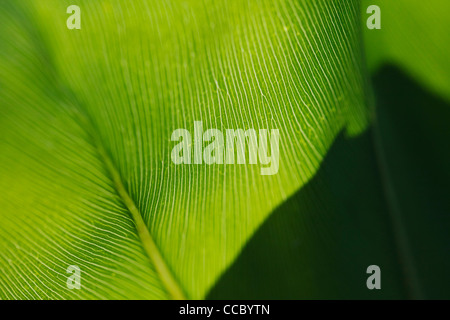 Leaf, extreme close-up Banque D'Images