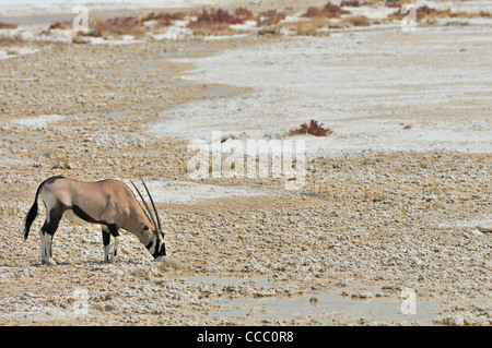 Gemsbok (Oryx gazella) lécher le sel minéraux sur pan, Etosha National Park, Namibie Banque D'Images