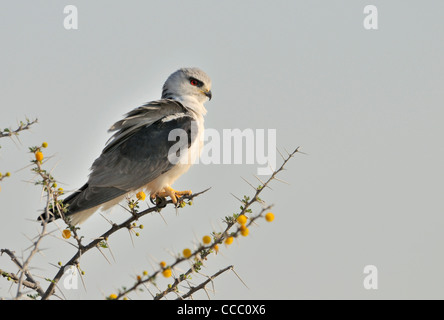 Falcon pygmées d'Afrique (Polihierax semitorquatus) perché en buisson, Namibie Banque D'Images