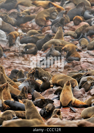 Les phoques à fourrure du Cap / brown (Arctocephalus pusillus) colonie sur la côte rocheuse, la Namibie Banque D'Images