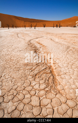 Dans les arbres morts Acacia erioloba Deadvlei / Dead Vlei, un pan d'argile blanche dans le Namib-Naukluft National Park, Namibie Banque D'Images