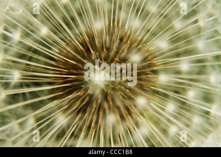 Dandelion seedhead, extreme close-up Banque D'Images