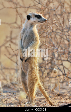 Meerkat / suricate (Suricata suricatta) à l'affût, désert du Kalahari, Afrique du Sud Banque D'Images