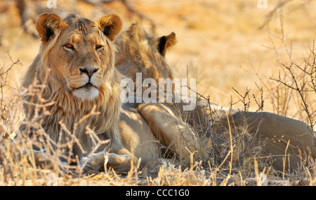 Deux hommes African lions (Panthera leo) reposant dans le désert de Kalahari, Kgalagadi Transfrontier Park, Afrique du Sud Banque D'Images