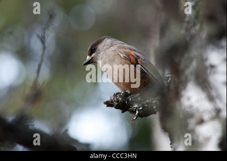 (Perisoreus infaustus de Sibérie) assis sur une branche, Hemsedal, Norvège. Banque D'Images