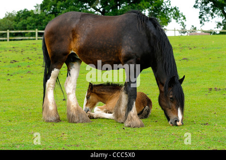 Shire Horse et son poulain dans la zone de parc national de Peak District Derbyshire, Angleterre Banque D'Images