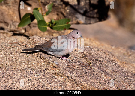 Laughing dove sur boulder en Namibie Banque D'Images