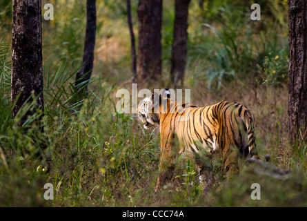 Tigre du Bengale dans Bandhavgarh National Park, Inde. Banque D'Images