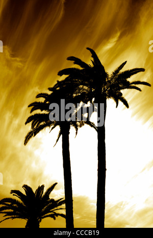 Trois palmiers lors d'un coucher du soleil Banque D'Images
