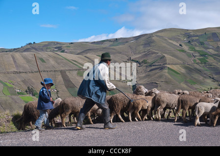 Un homme d'âge moyen des troupeaux berger ses moutons sur le côté d'une route de haute montagne dans les montagnes des Andes. Banque D'Images