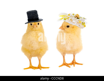 Nouveau-né de quelques poussins de pâques jaune vêtue comme une mariée et le marié pour un mariage Banque D'Images