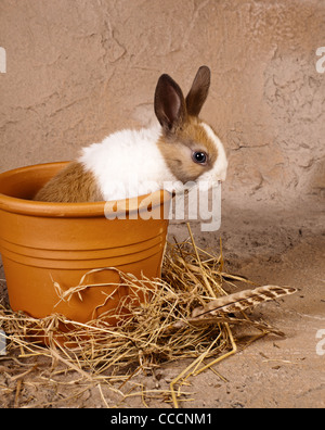 Petit lapin baby sitting dans un grand pot en pierre Banque D'Images