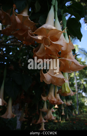 Trompette des Anges Brugmansia Datura Fleurs du pêcher Banque D'Images